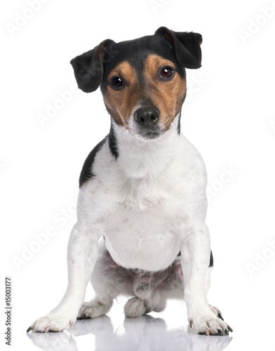 Jack russell looking at the camera (2 years old) © Eric Isselée