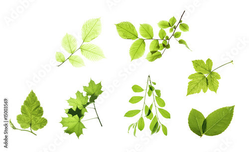 Set of leaves isolated on white