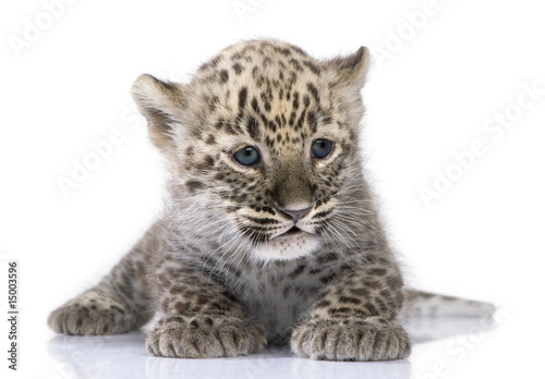 Persian leopard Cub (6 weeks)