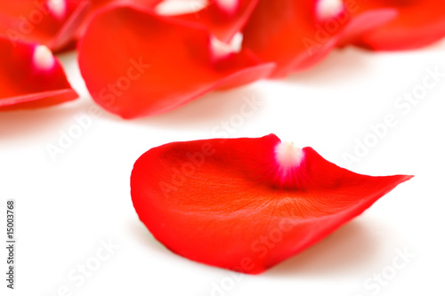 Fototapeta Naklejka Na Ścianę i Meble -  Background of red rose petals isolated on white.