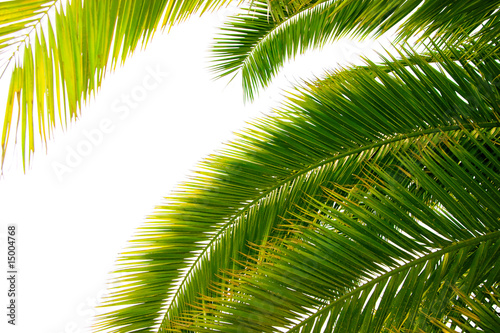 trunk and leaves of palm tree on a white background