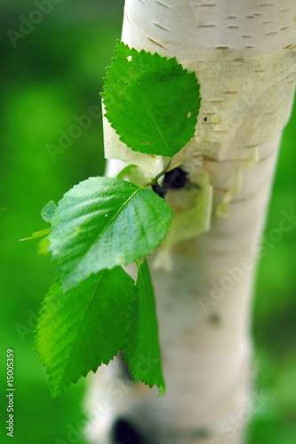 barrel of birch with green ...