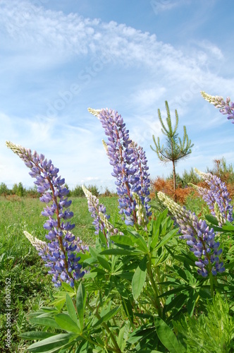 lupin