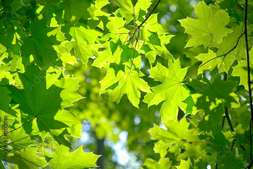Fresh green maple leaves