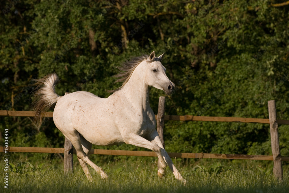 white arabian mare white arabian mare