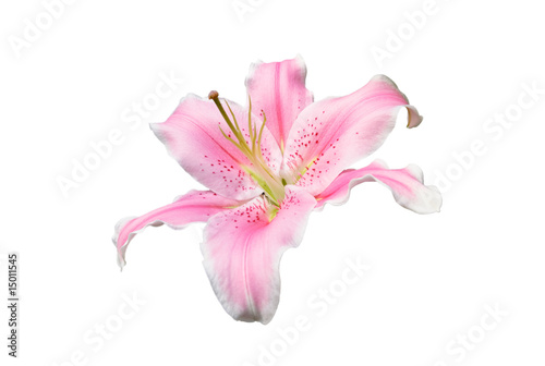 Pink lily flower on white background with clipping path