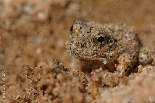 Tiny Frog © Optikus