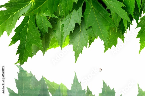 Green fresh maple leaves © fox17