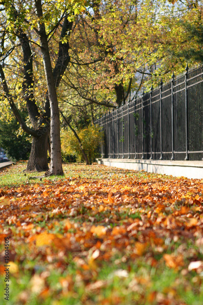Autumn in a park