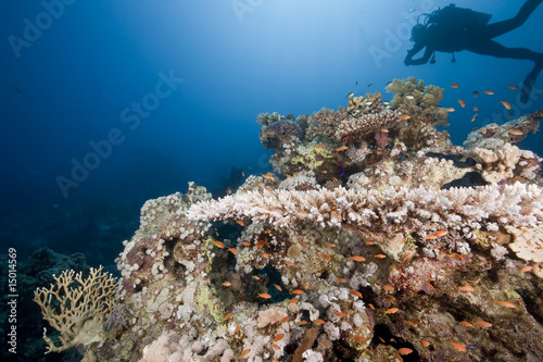 ocean, coral and a diver