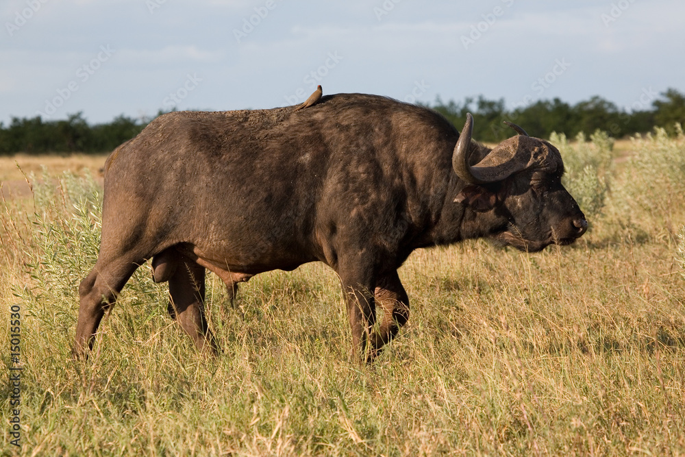 Afrikanischer Büffel Afrikanischer Büffel