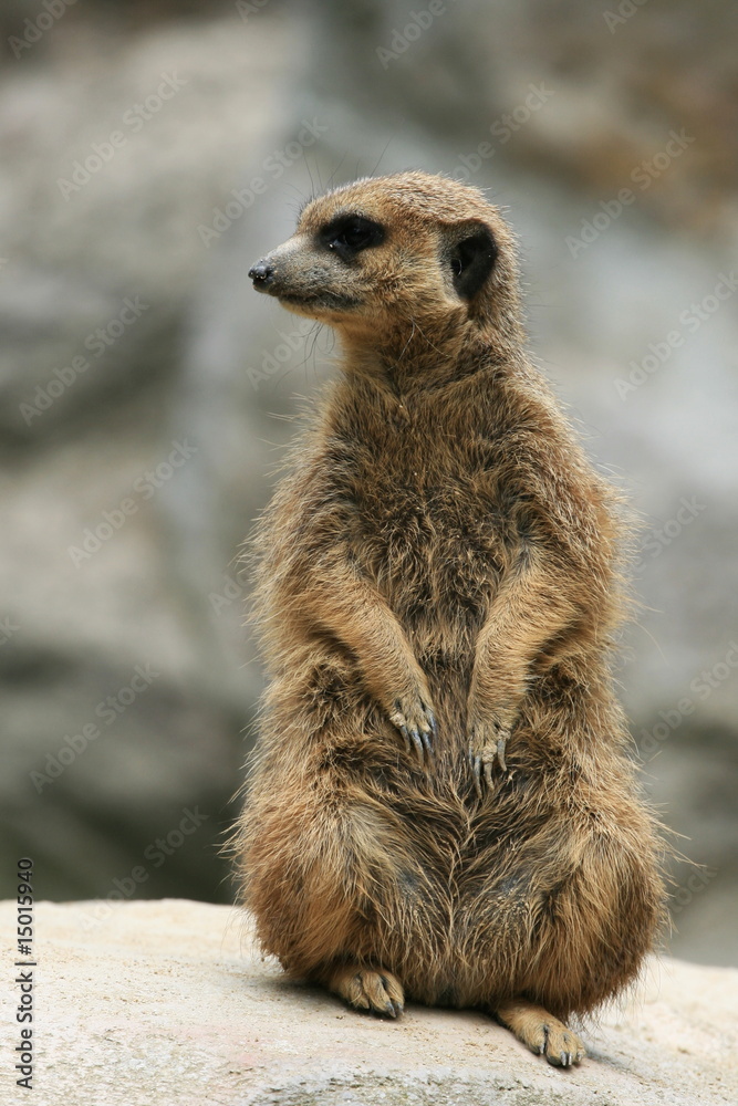 Fototapeta premium Meerkat