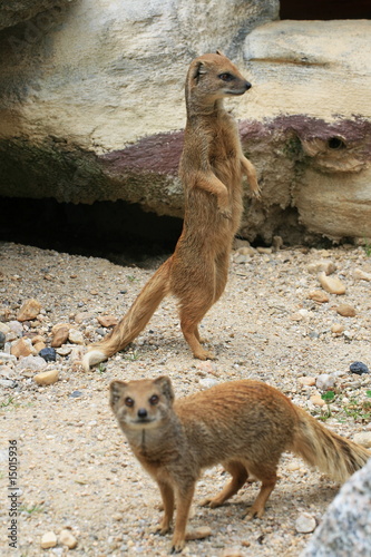 Meerkat