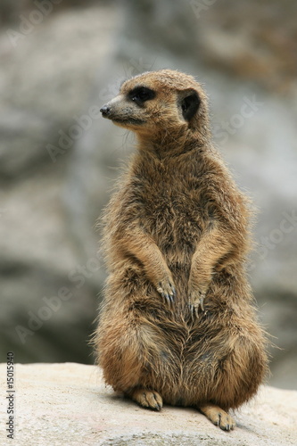 Meerkat
