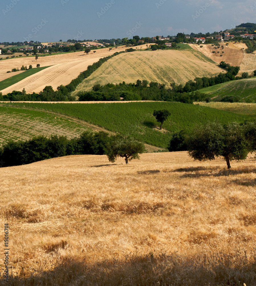 Obraz premium Colline marchigiane