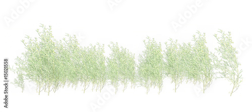 Schilderij op canvas Grass  Foliage