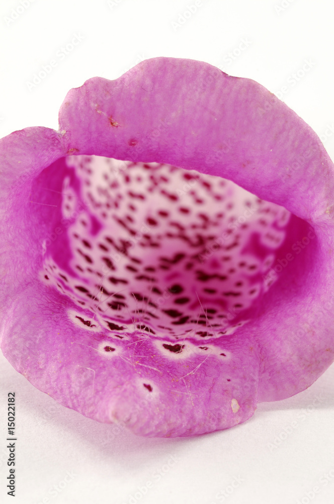 custom made wallpaper toronto digitalfoxglove