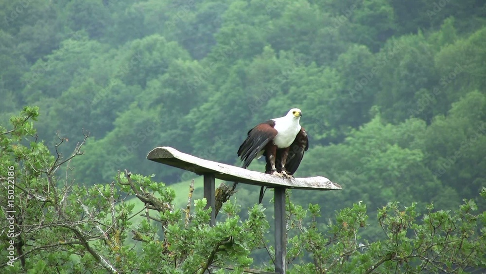 envol de l'aigle à tête blanche