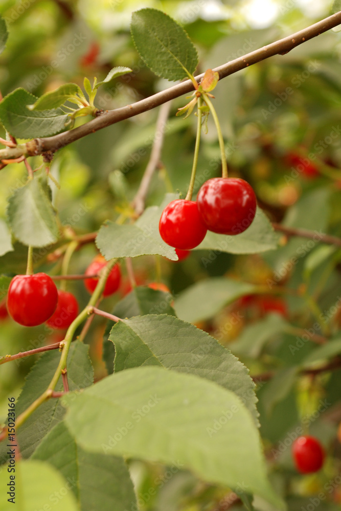 Cherry Cherry