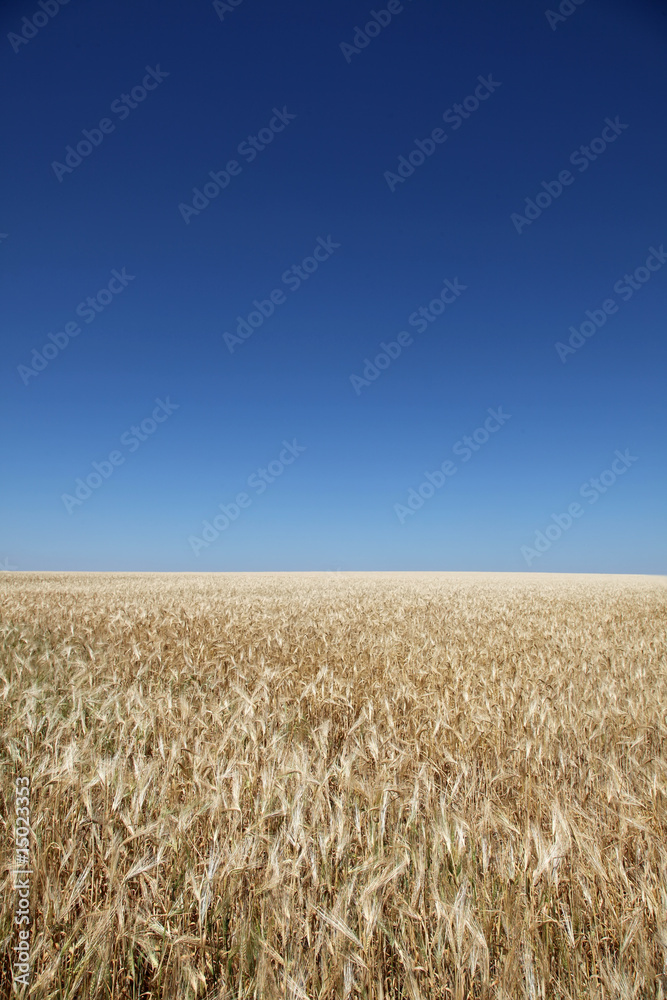 Fototapeta premium wheats field