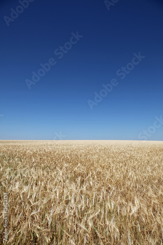 wheats field