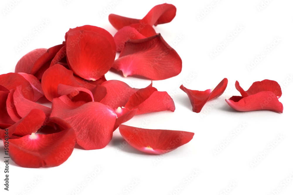 Petals of a rose, on a white background. Petals of a rose, on a white background.