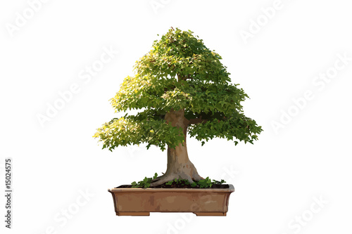 Bonsai