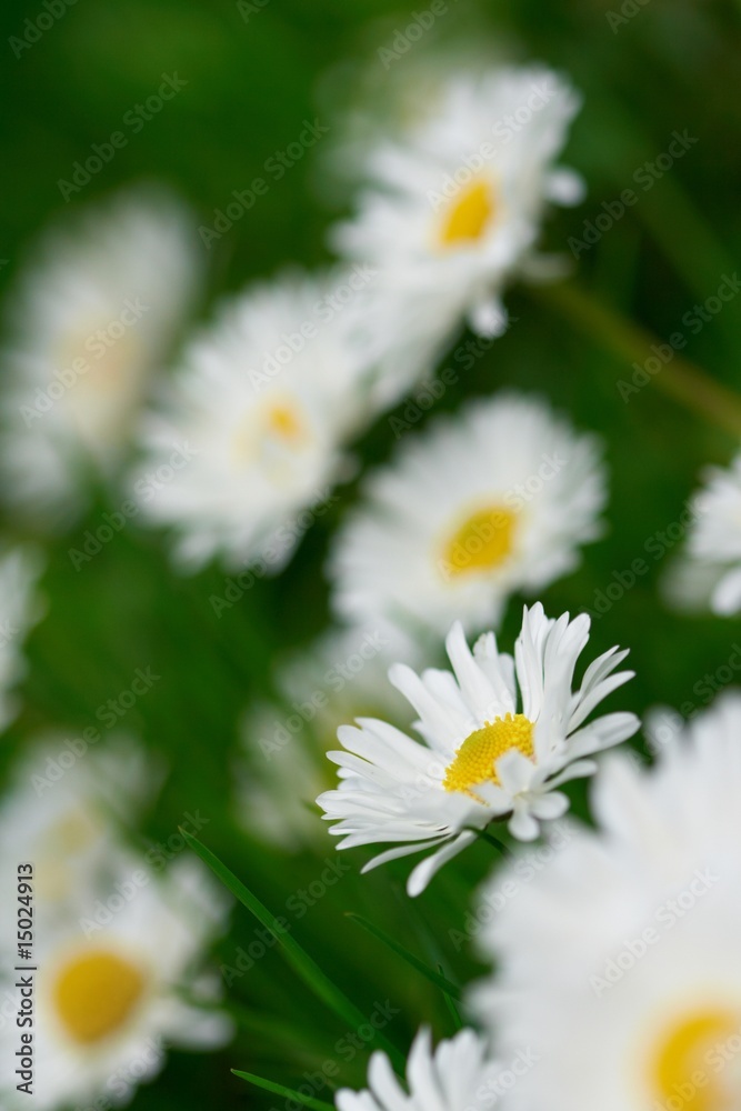 Fototapeta premium field of daisies