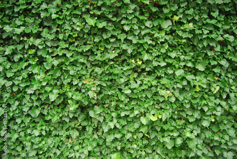 Ivy