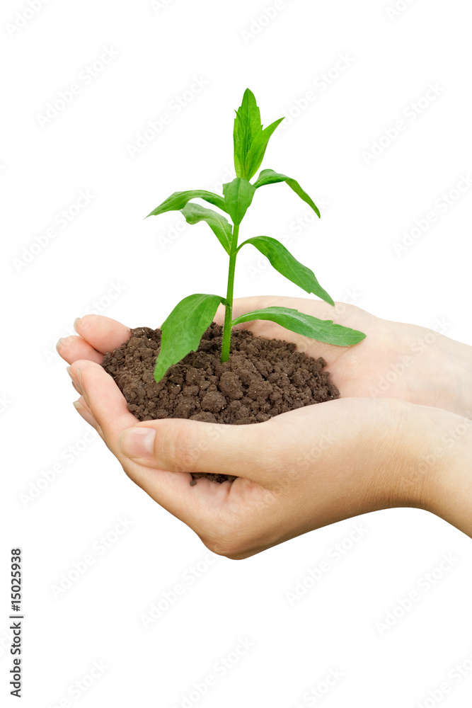 Plant in a hand Plant in a hand