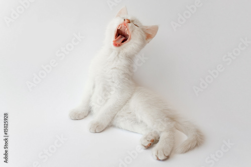 Yawning white cat © Alex