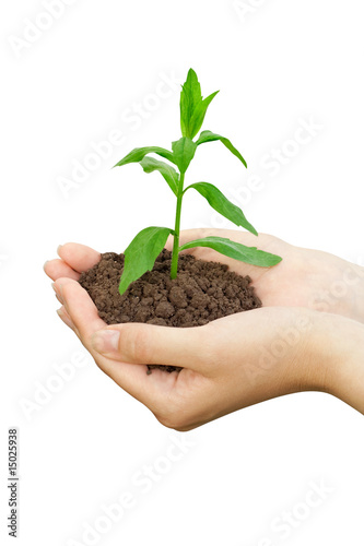 Plant in a hand