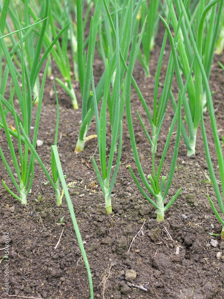Plantation of green onions Plantation of green onions