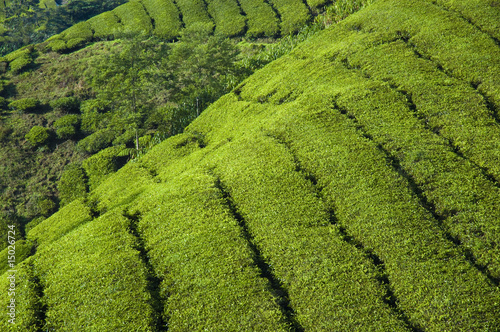 tea plantation in cameron highlands malaysia © wong yu liang