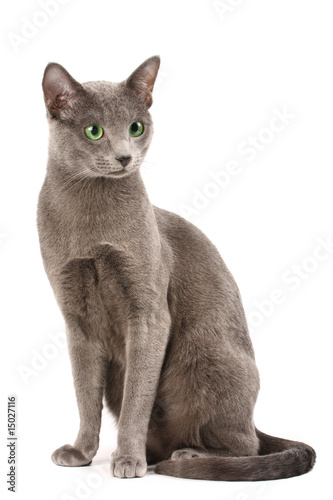 Canvas Print Portrait of a russian blue cat