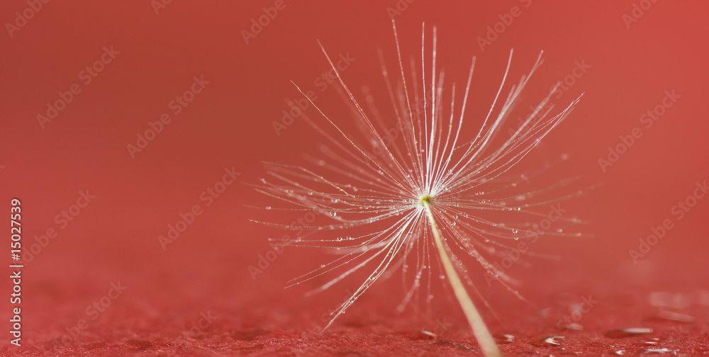 Fototapeta premium Dandelion seed in dew