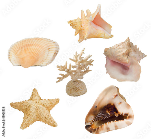 set of sea invertebrates