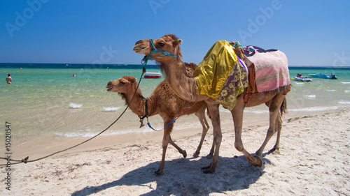 Camels