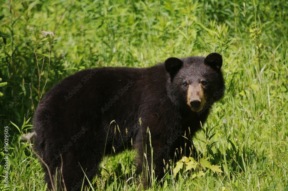 Fototapeta premium Hungriger Schwarzbär in der Wildnis von Canada