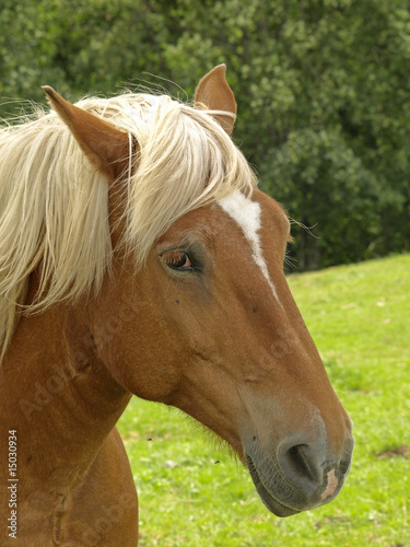 CHEVAL A CRINIERE BLONDE