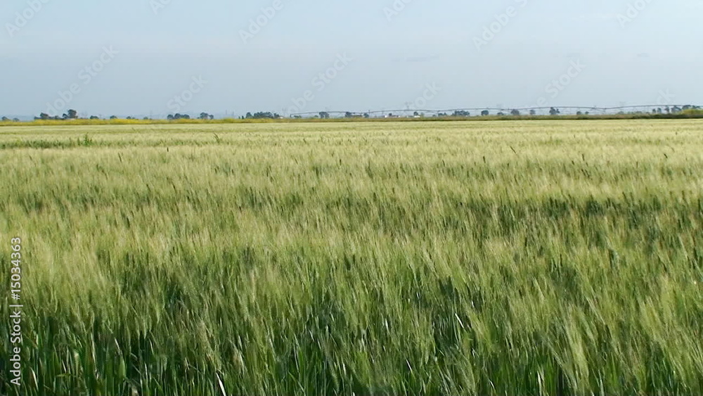 Green wheat field at spring Green wheat field at spring
