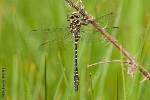 Dragonfly - Golden Ringed