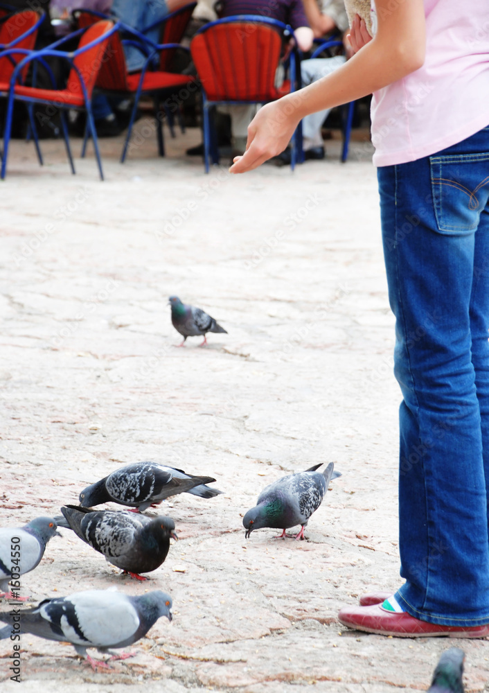Fototapeta premium Feeding pigeons