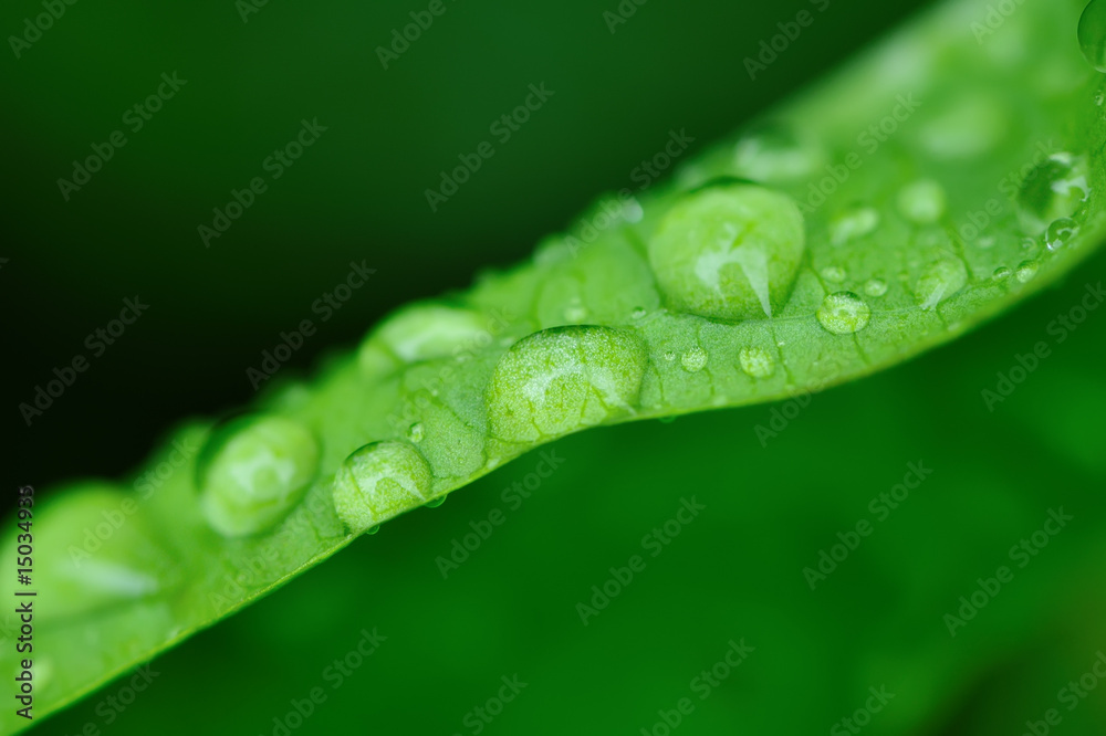 Water drops on a grass Water drops on a grass