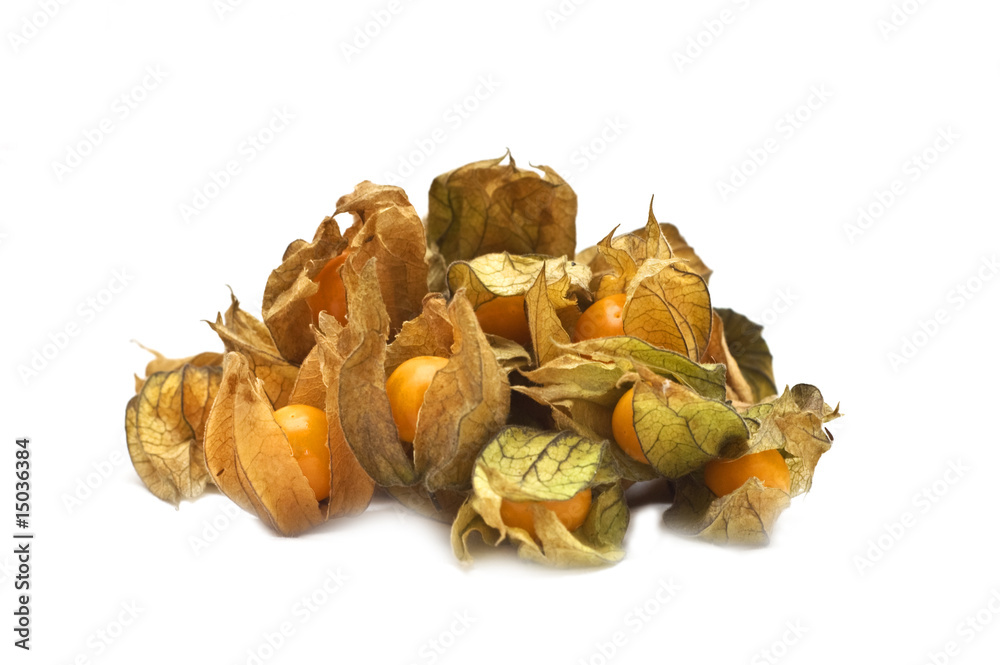 Physalis Physalis