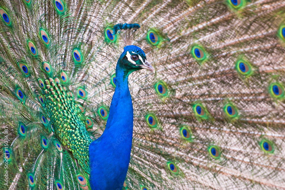 Fototapeta premium male Indian Peafowl