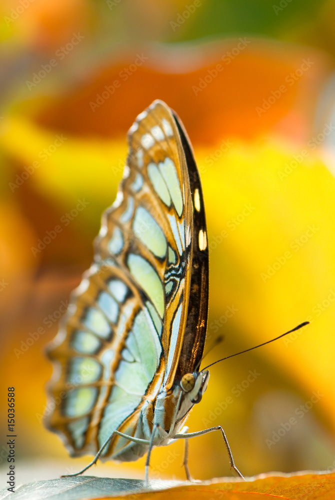 Naklejka premium malachite butterfly