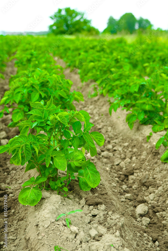 Rows of potato bushes with sky Rows of potato bushes with sky