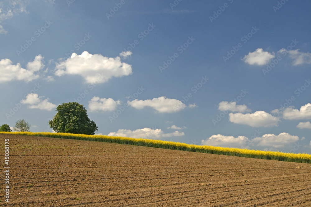 Rapsfeld im Osnabrücker Land, Horse chestnut, Germany