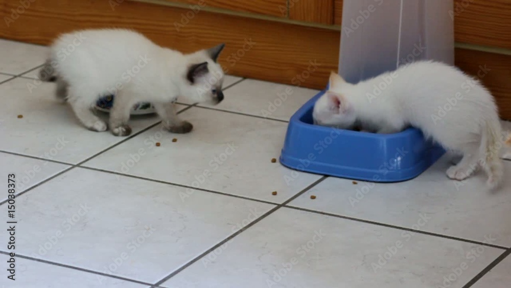 repas des petits chatons siamois